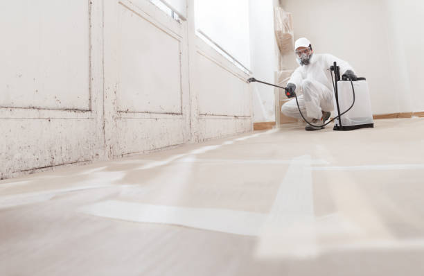 Black mold remediation team in Selden